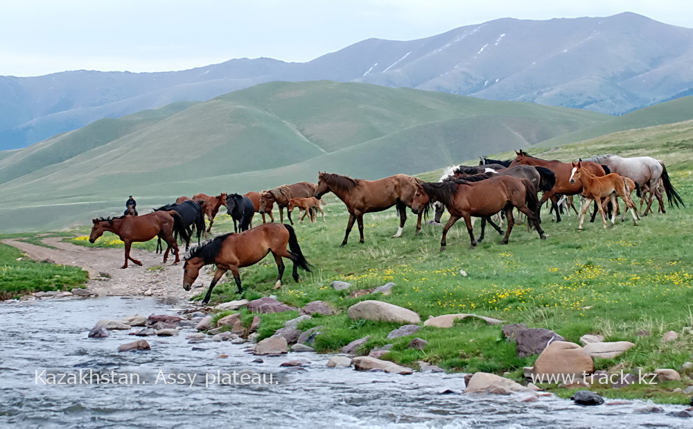 лошади на плато Ассы