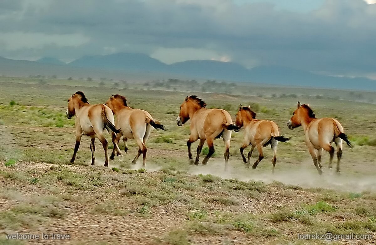 Лошадь Пржевальского(лат. Equus przewalskii caballus), парк Алтын-Эмель, Казахстан