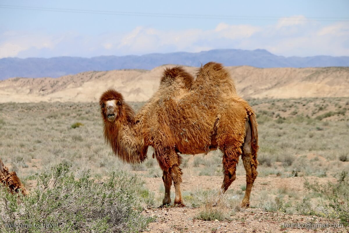 Двугорбый верблюд, или бактриан (Camelus bactrianus (ferus) dom.), парк Алтын-Эмель, Казахстан